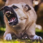 agresja-u-psa-wobec-domownikow