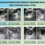 ciaza-u-psa-dzien-po-dniu