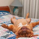 co-oznacza-jak-pies-spi-na-plecach