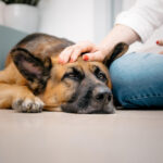 co-zrobic-gdy-pies-sie-trzesie