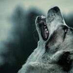 Czemu pies wyje w nocy i jak mu pomóc w trudnych chwilach czemu-pies-wyje-w-nocy