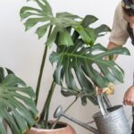 czy-filodendron-jest-trujacy-dla-kota