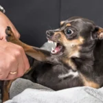 czy-mozna-oddac-psa-do-schroniska-gdy-jest-agresywny