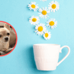 czy-pies-moze-pic-rumianek