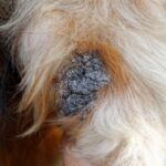 Domowe sposoby na modzele u psa czyli zdrowie i komfort pupila Close up corn on elbow dog,Long-haired dog