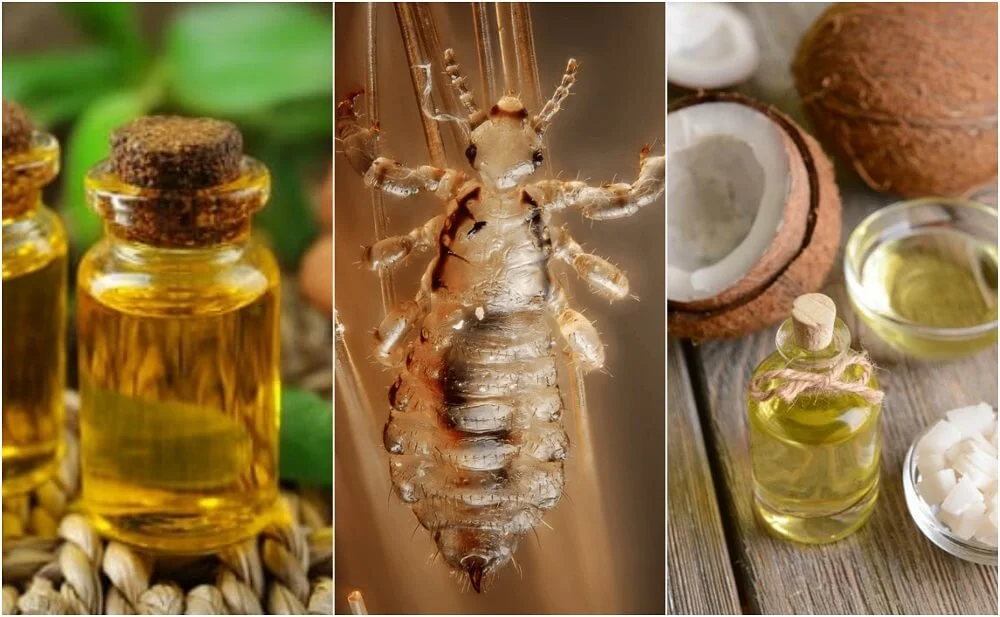 Domowe sposoby na wszoły u kota skuteczne i naturalne rozwiązania
