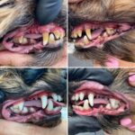 ile-kosztuje-usuwanie-kamienia-u-psa