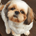 ile-razy-dziennie-karmic-shih-tzu