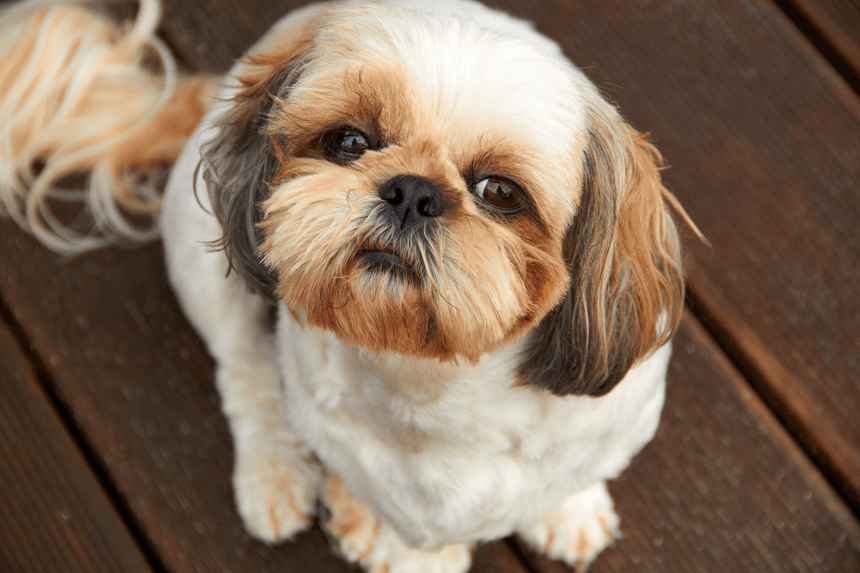 Ile razy dziennie karmić shih tzu aby zapewnić zdrowie