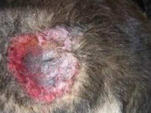 APZS – Alergiczne Pchle Zapalenie Skóry | Animals Service