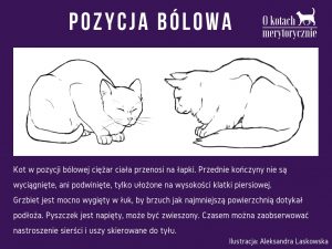 Pozycja bólowa u kota – Kocibehawioryzm.pl – blog autorski