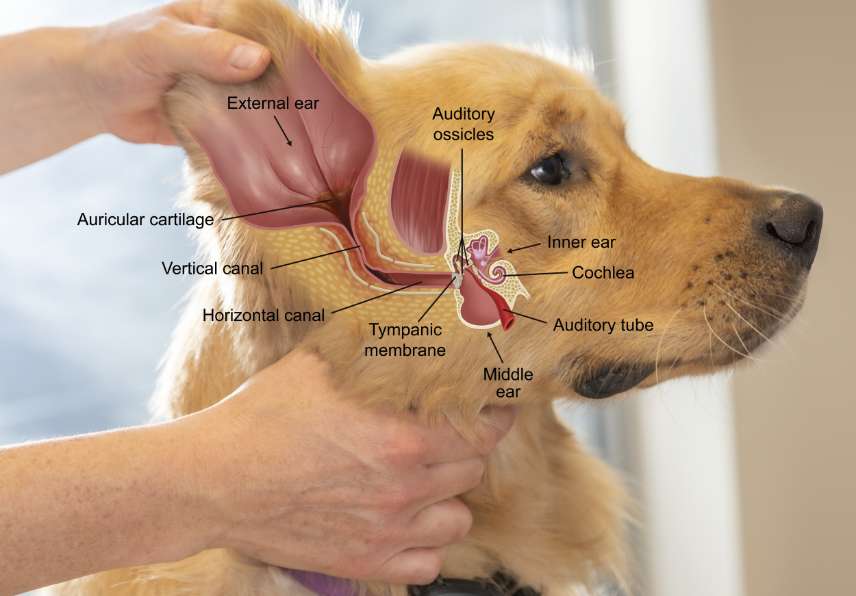 Ottis Externa - MSD Animal Health Polska