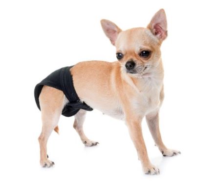 Ile trwa cieczka u psa? - Sklep Weterynaryjny.pl