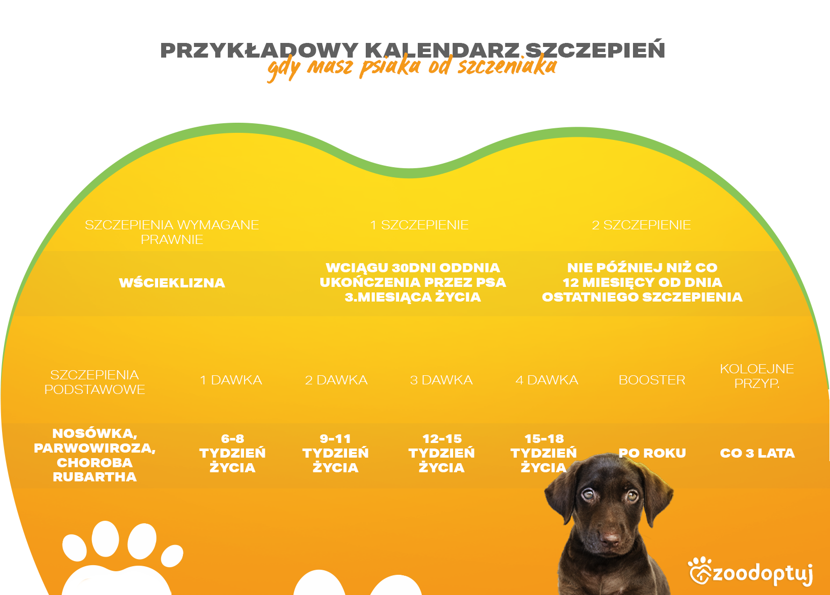Obowiązkowe szczepienie dla psa - Oficjalny blog Zoodoptuj.pl