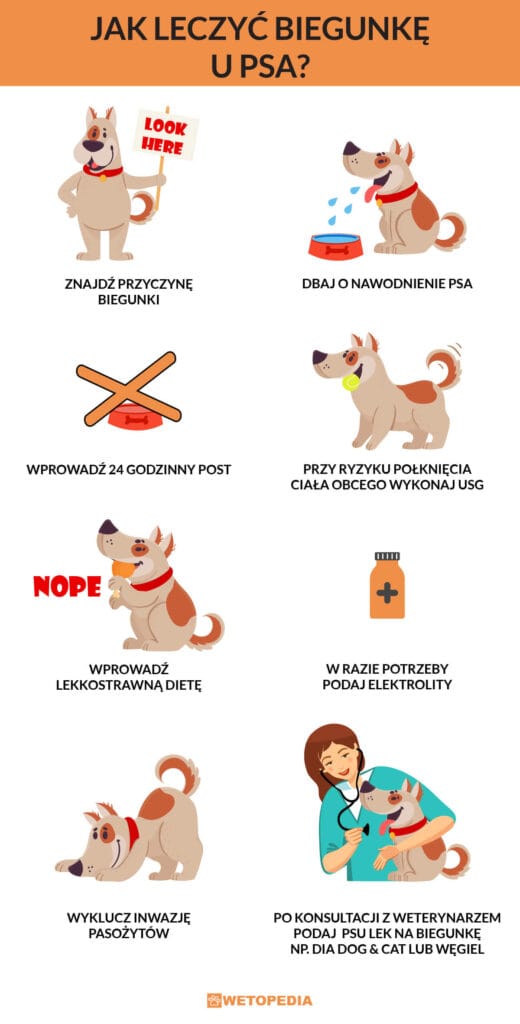 Biegunka u psa - przyczyny, domowe sposoby, zapobieganie - Wetopedia