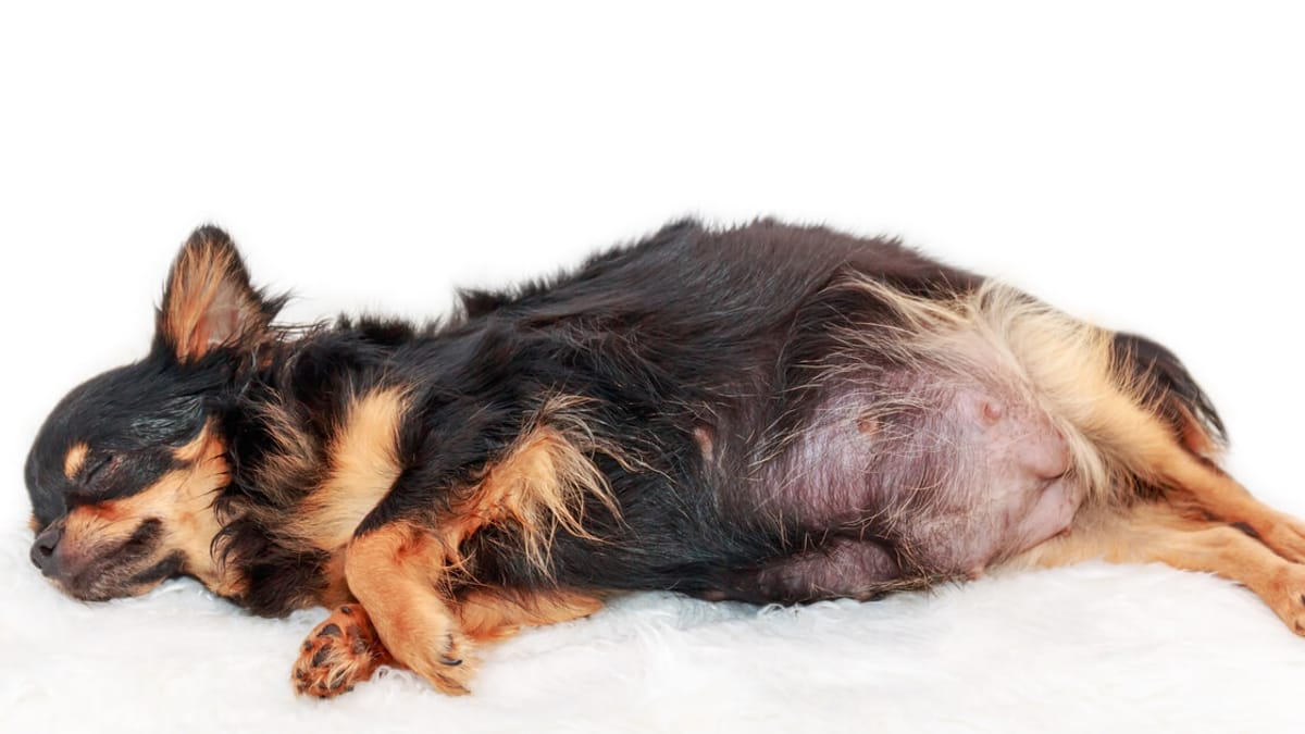 Ciąża urojona u psa: w jaki sposób pomóc suczce?