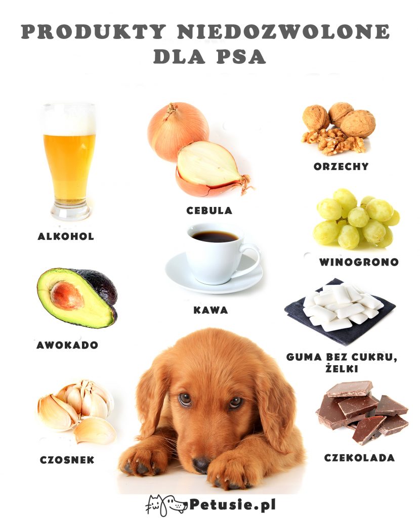 Czego nie mogą jeść psy? Lista produktów trujących dla psa ...