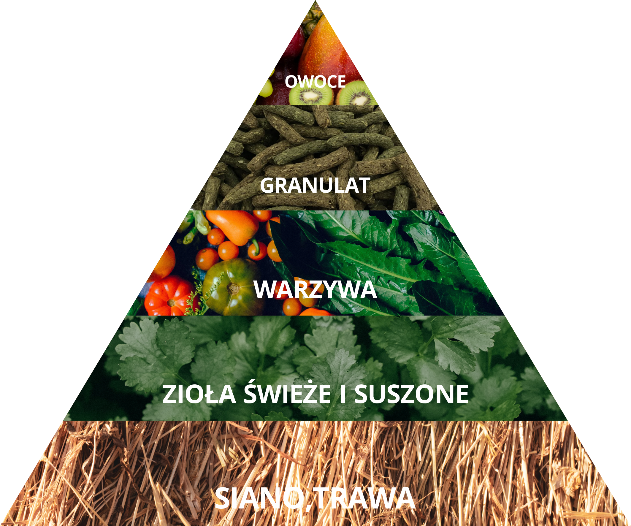 Prawidłowe Żywienie Królika Blog - Bunny Land Sklep