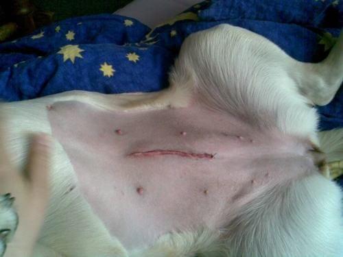 forum.labradory.org :: Zobacz temat - Sterylizacja