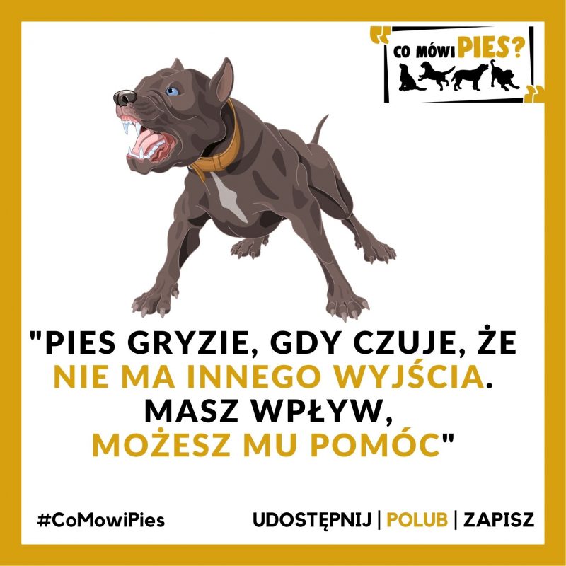 Dlaczego pies gryzie właściciela?-CoMówiPies?™ Ucz się z nami o psach!