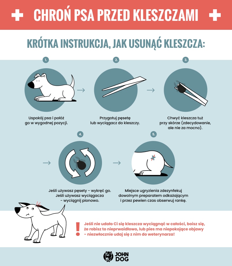 Jak usunąć kleszcza z psa | blog John Dog