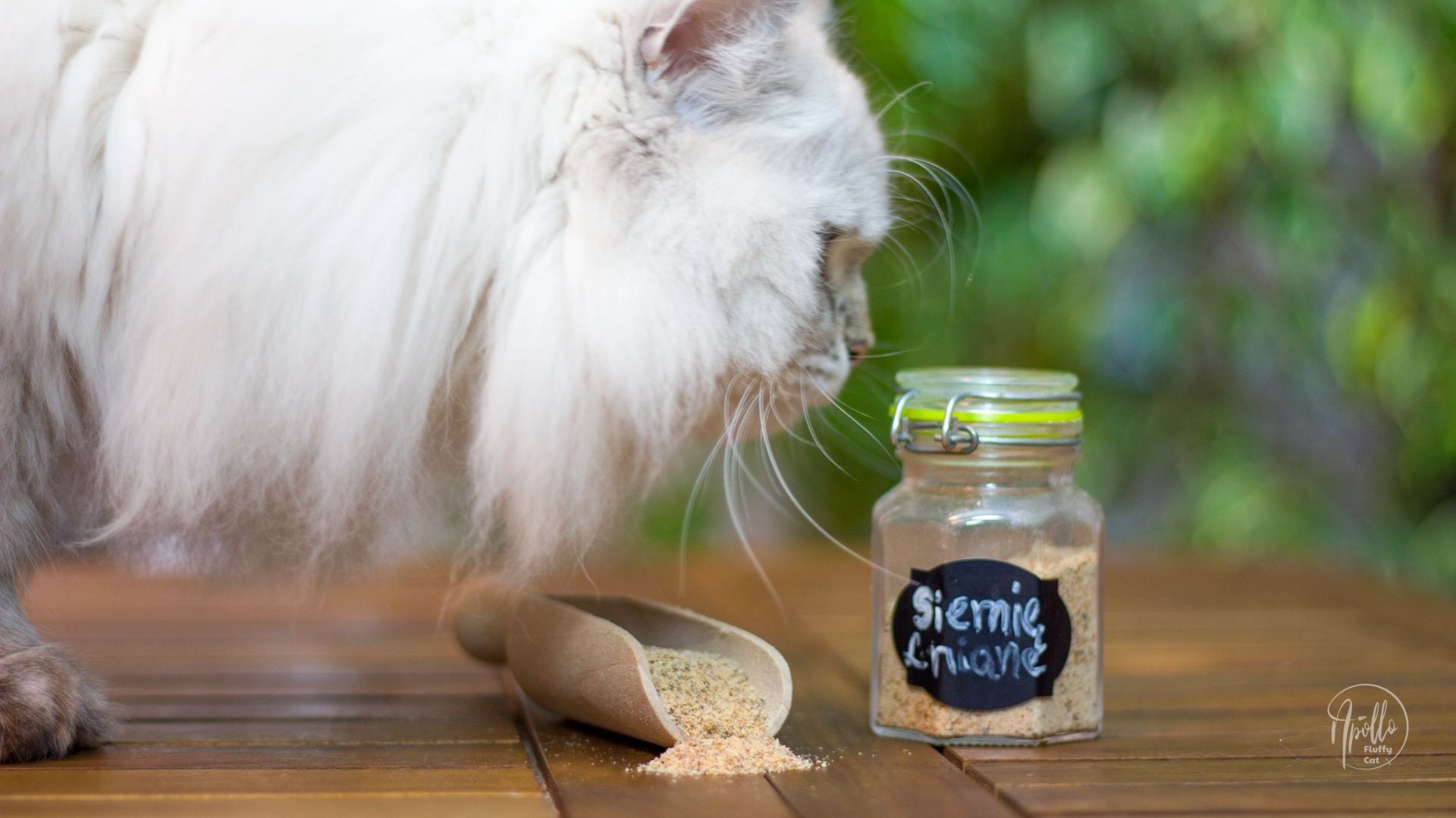 Zdrowe i skuteczne sposoby na odkłaczanie kota » Apollo Fluffy Cat ...