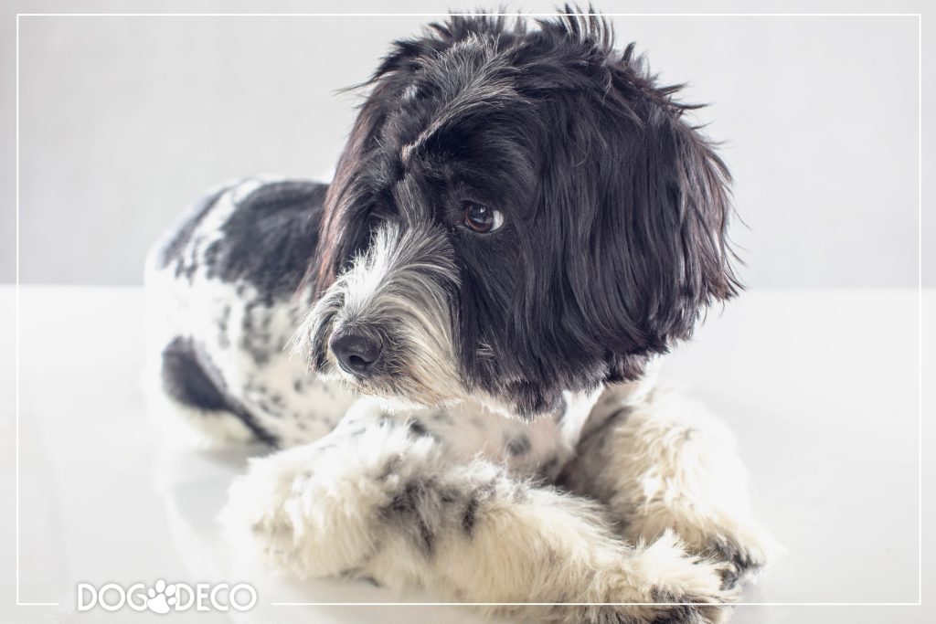 Dlaczego pies się trzęsie? - DogDeco | Designerskie meble dla psa