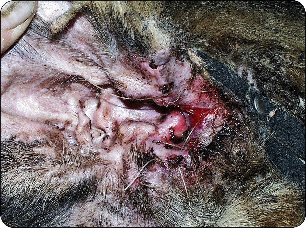 Pseudomonas zapalenie ucha externa u psów