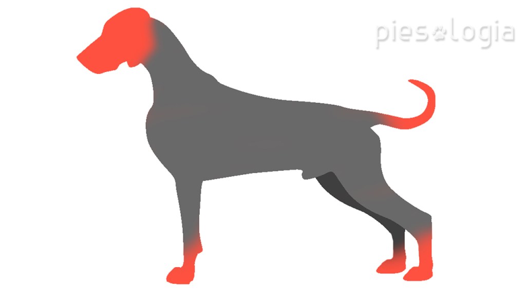 Jak NIE głaskać psa? - piesologia