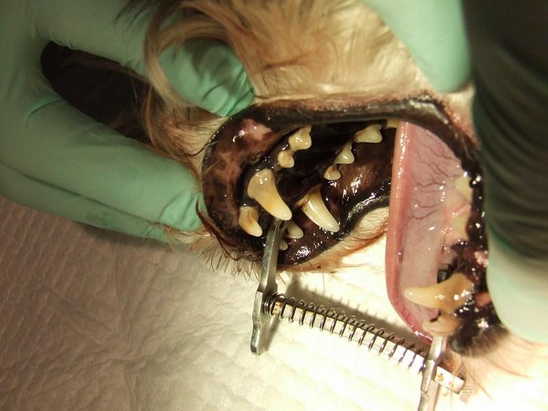 Zabiegi dentystyczne | Usuwanie osadu i kamienia u psów i kotów