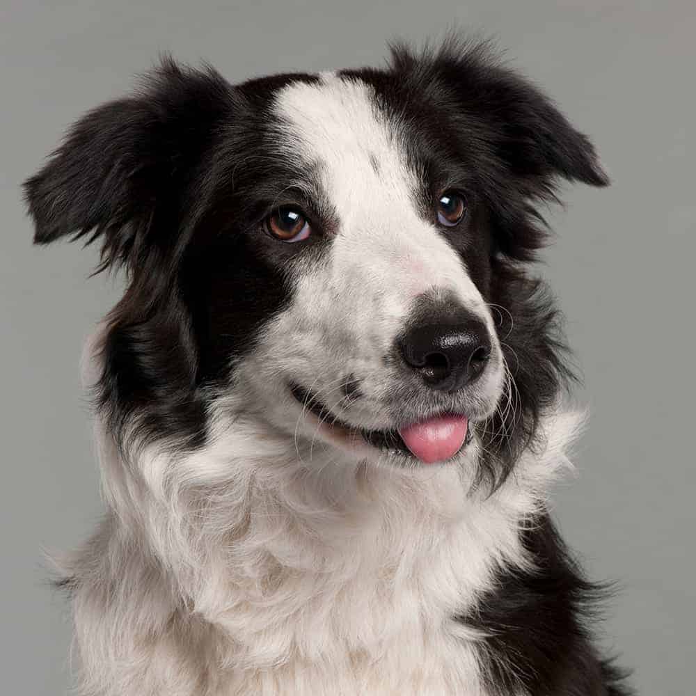 Ile żyje Border Collie i od czego zależy długość życia psa?