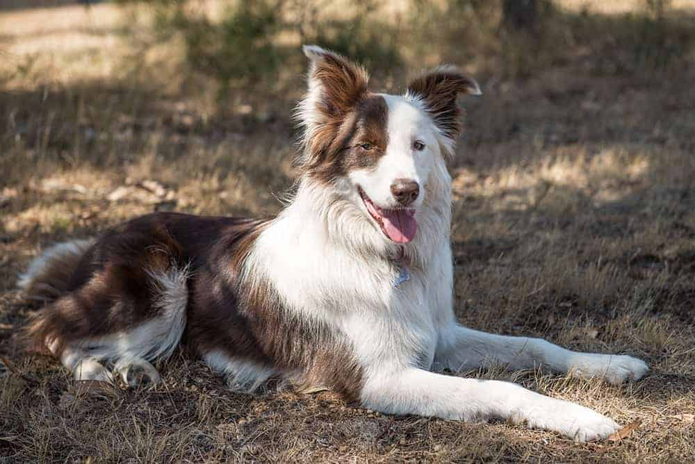 Ile żyje Border Collie i od czego zależy długość życia psa?