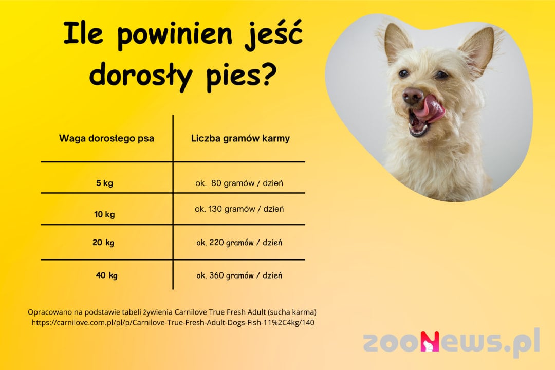 Ile powinien jeść pies? TABELA, OBLICZENIA, WSKAZÓWKI