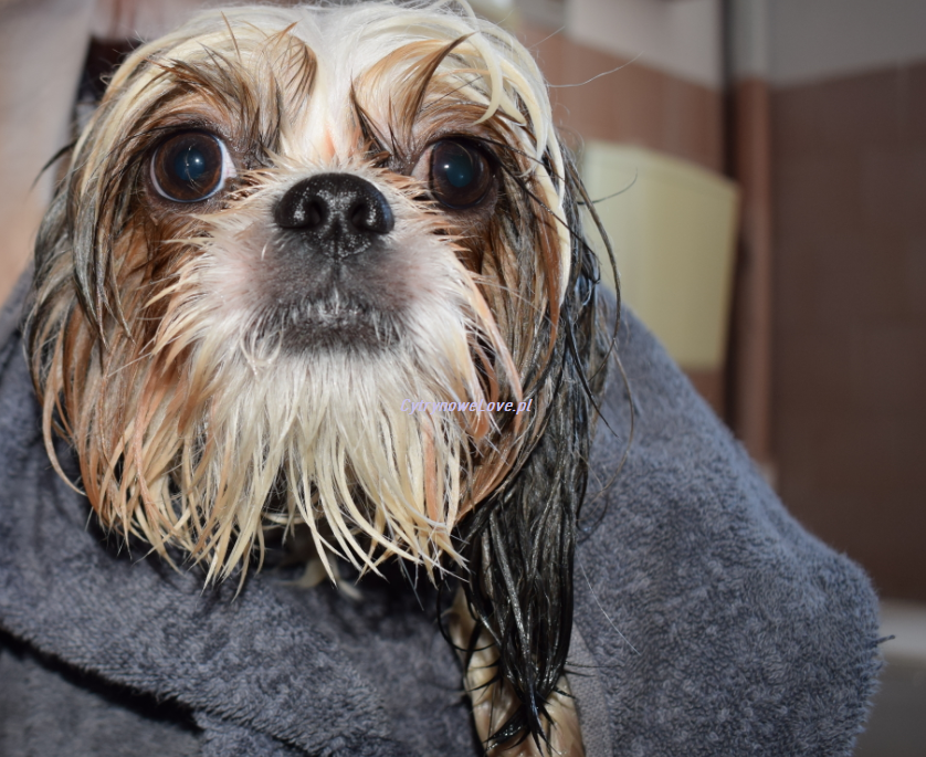Kąpiemy Shih tzu! Jak nauczyć psa, że kąpiel w wannie może być ...