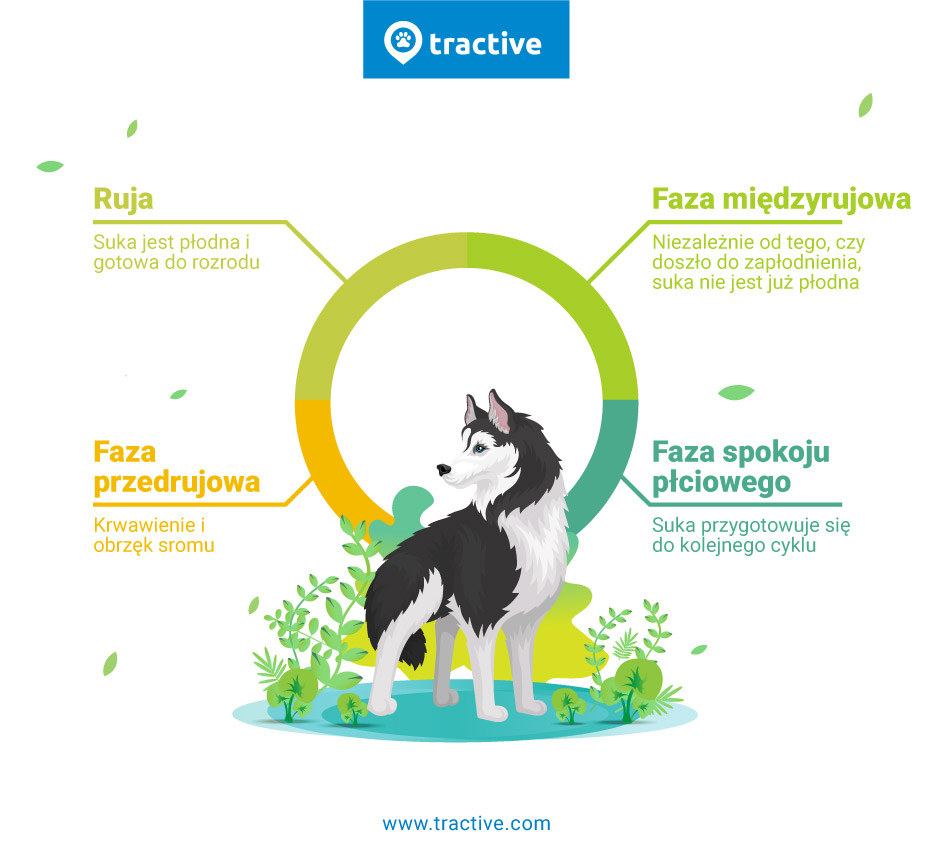 Cieczka u psa: objawy, fakty i nie tylko - Tractive