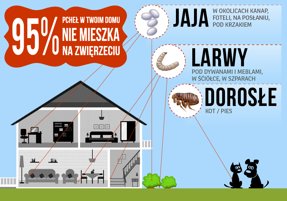 Pchły - zwalczanie i choroby | Fera.pl