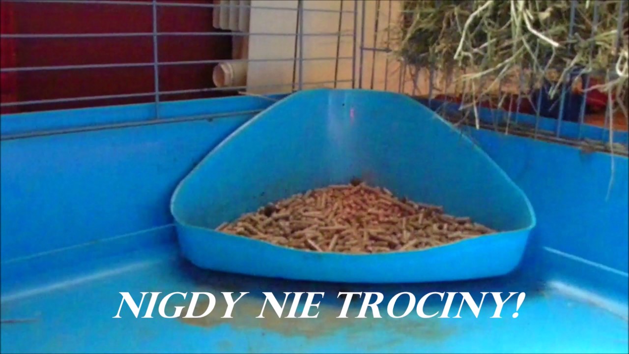 Jak nauczyć królika używania kuwety?