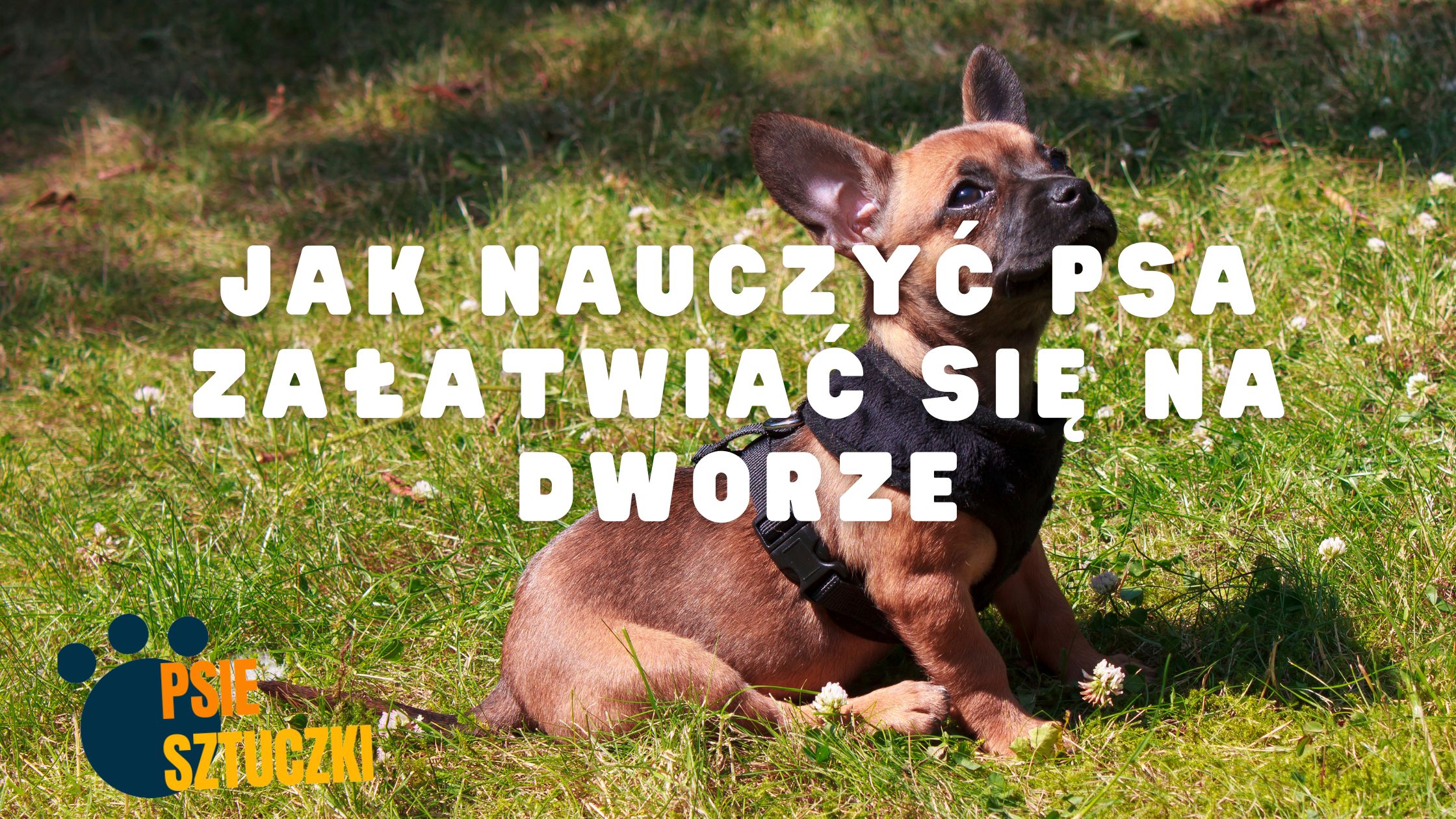 Jak Nauczyć Psa Załatwiać Się na Dworze: Przewodnik dla ...