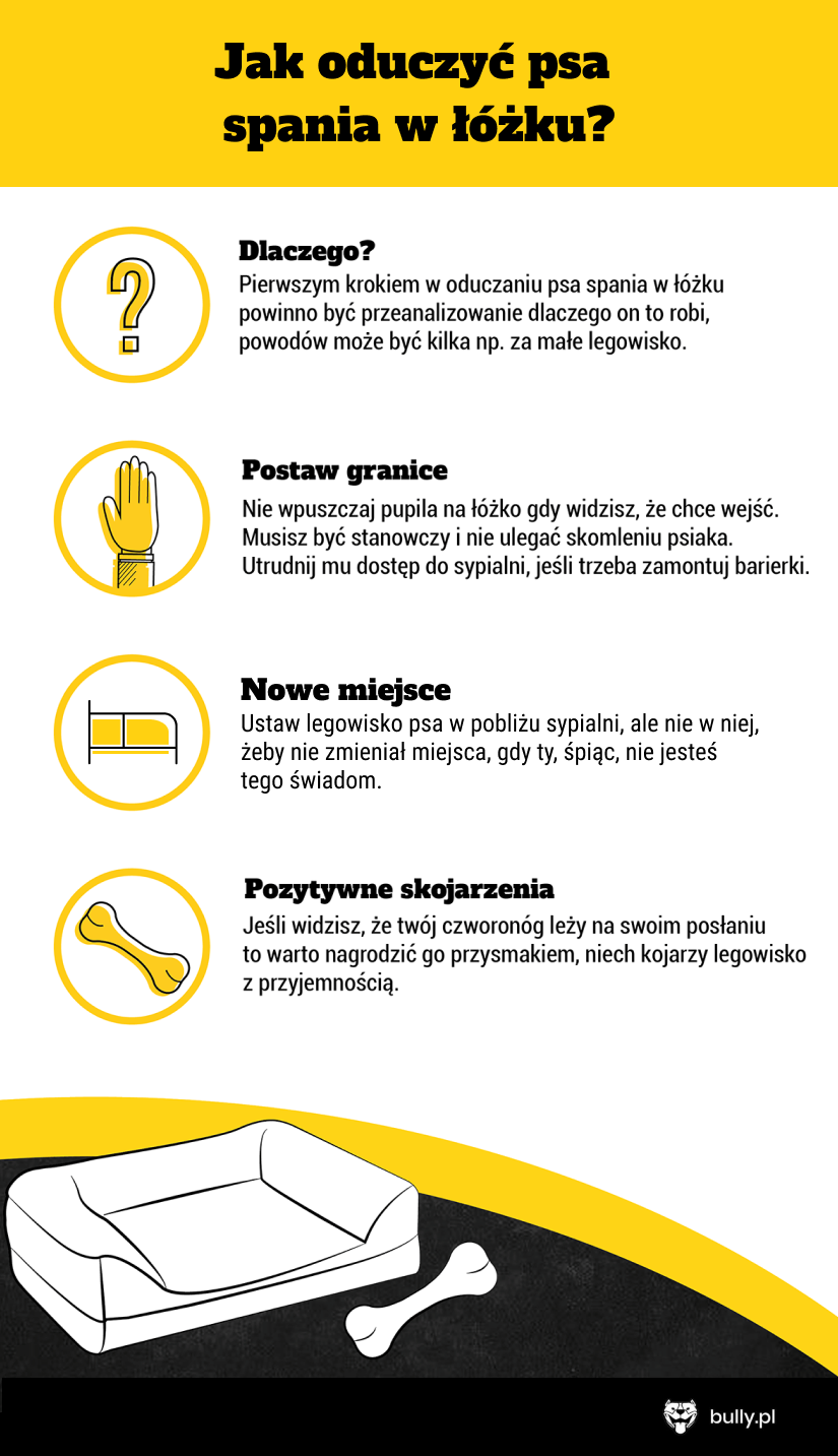 Pies śpi na łóżku? – sprawdź jak go tego oduczyć - Bully.pl