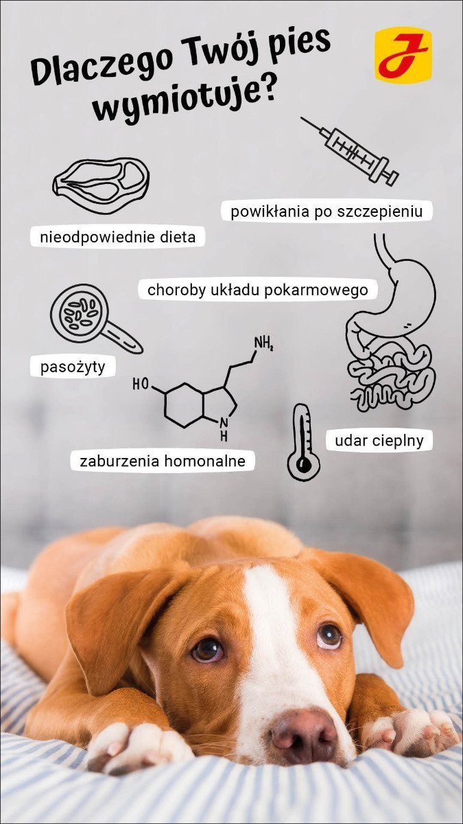 Wymioty u psa – co robić, gdy pies wymiotuje?