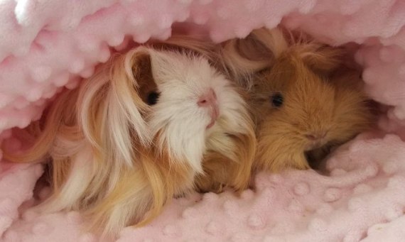 Urządzamy klatkę dla świnki morskiej