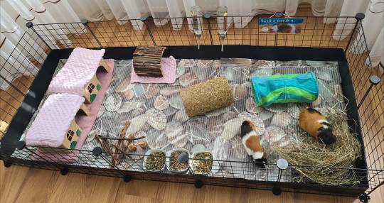 Świnkowe mieszkanie | Stowarzyszenie Pomocy Świnkom Morskim