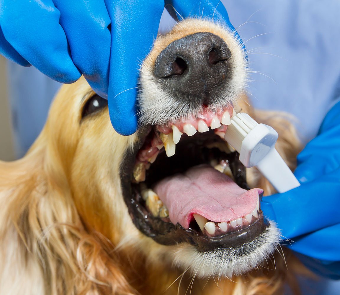 Usuwanie kamienia nazębnego u psa - jak to zrobić?
