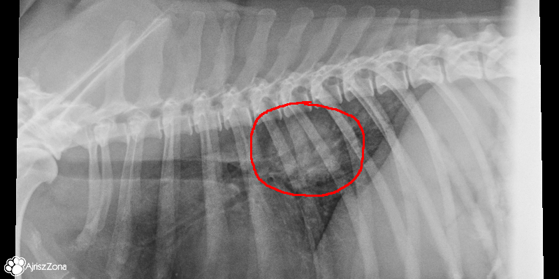 Krztuszenie się psa, odruchy wymiotne, kaszel - przyczyny i diagnoza