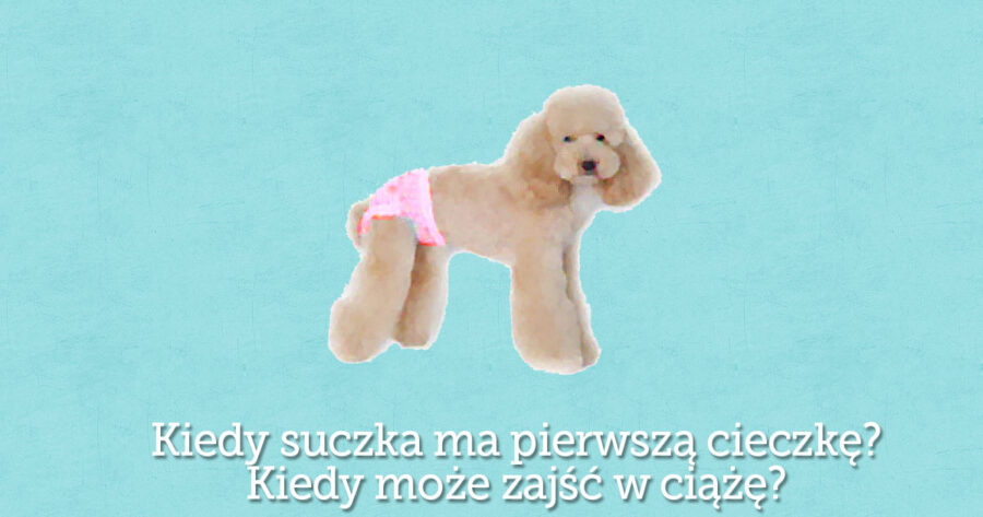 Pierwsza cieczka u suki, ile trwa, kiedy dopuścić, objawy, krycie ...