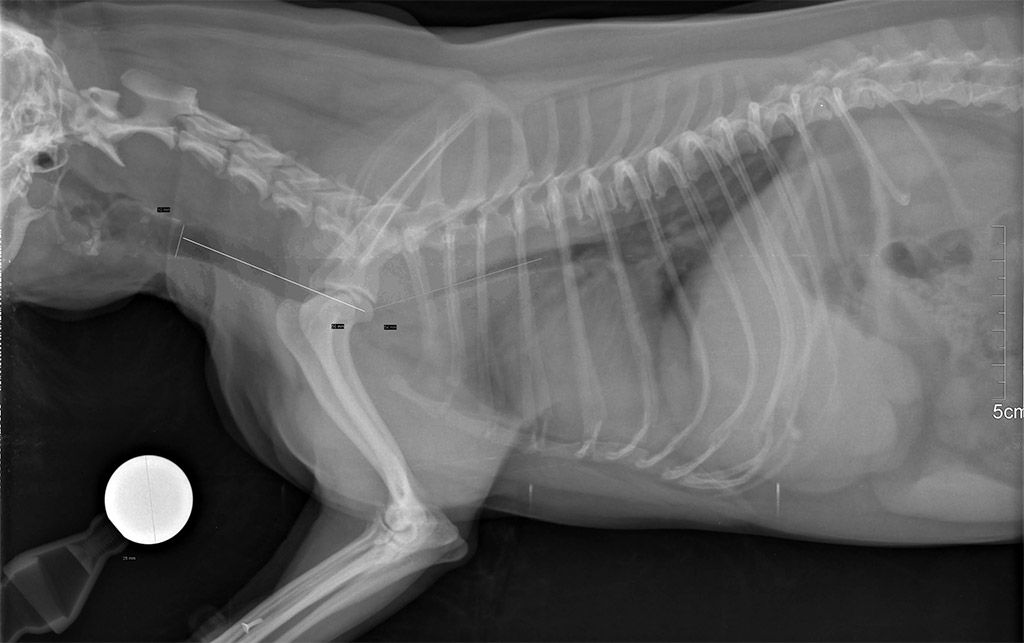 Zapadanie tchawicy u psów – tracheal callapse syndrome | ArsVet ...
