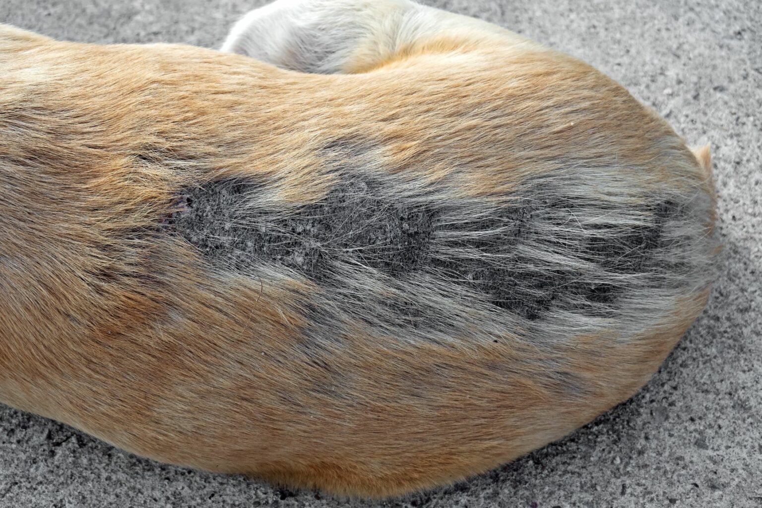 Choroby skóry u psów | zdrowie psa w Magazynie zooplus