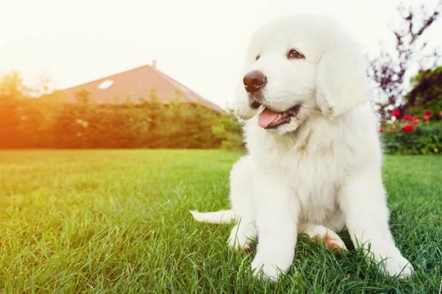 Pies do domu z ogrodem. Poznaj 5 ras, które wyrosną na twojego ...