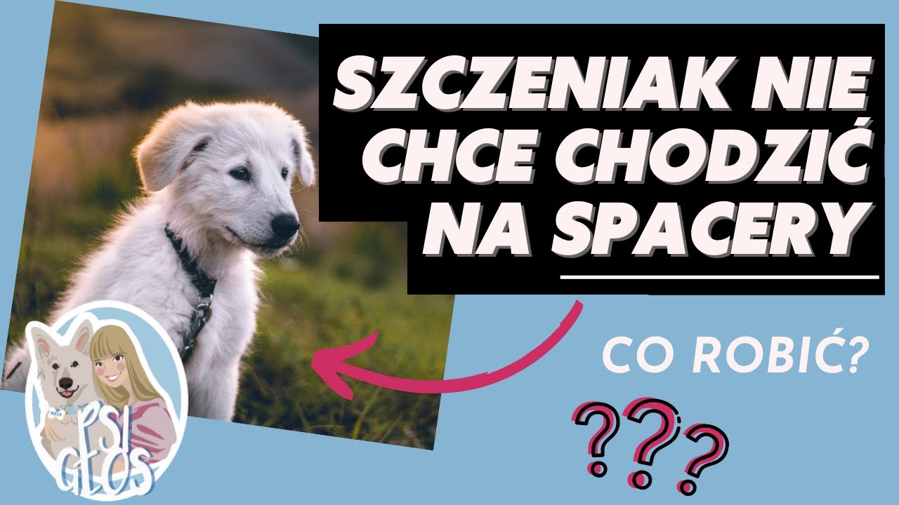 SZCZENIAK NIE CHCE CHODZIĆ NA SPACERY! Co zrobić?