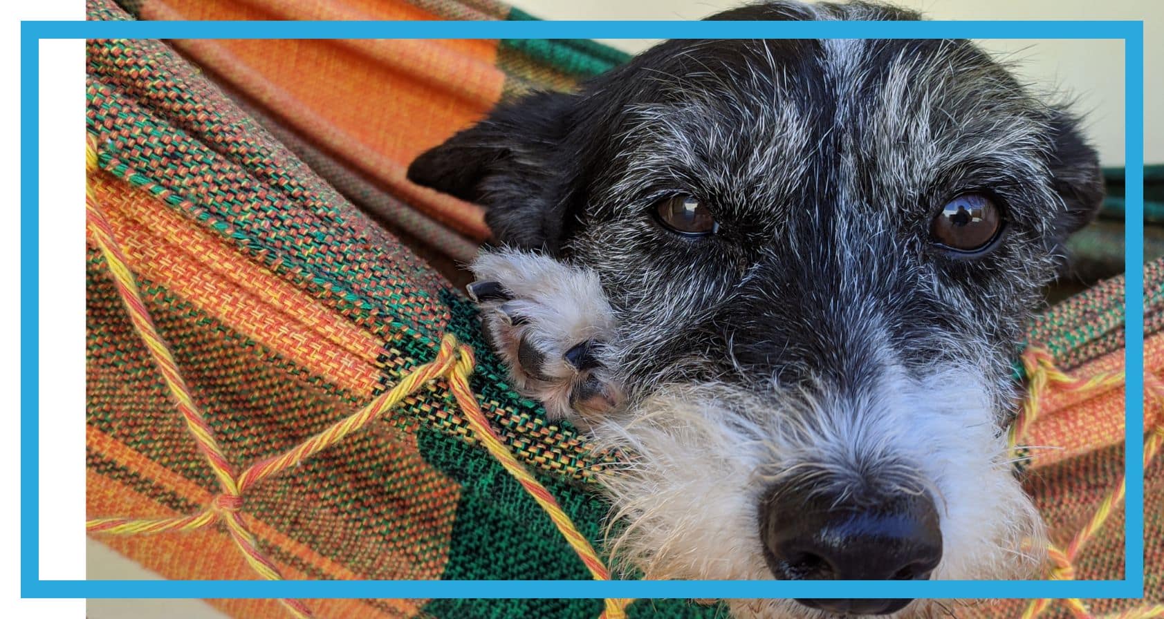 Psia demencja: jak reagować starzenie się • Passionblog For Dogs